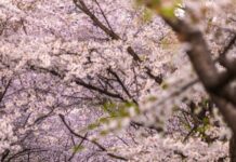 대한민국의 봄, 화려한 벚꽃축제가 시작된다!