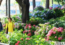 노원, 산림훼손지를 수국 핫플로~ 에서 다양한 문화행사까지