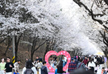 봄바람 따라 달린다, 경기도 지방도 벚꽃 드라이브 코스 3선 추천