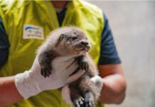 서울시설공단, 12일부터 ‘아기수달 이름 짓기’ 온라인 이벤트 개최