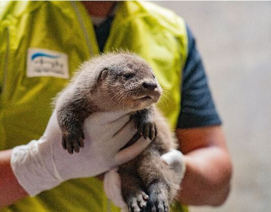 서울시설공단, 12일부터 ‘아기수달 이름 짓기’ 온라인 이벤트 개최